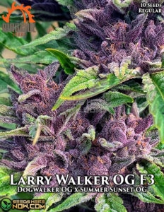 Larry Walker Og F3(regular) - Massive Seeds