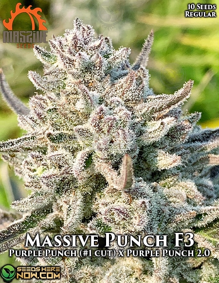 Massive-Seeds-Massive-Punch-F3