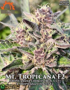 Mt. Tropicana F2 (Regular) (space) Massive Seeds