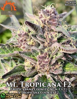 massive-seeds-mt-tropicana-f2