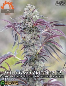 Wild GMO Zkittlez F2 (Regular) - Massive Seeds
