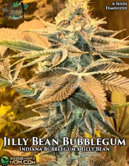 Mz Jill Genetics - Jilly Bean Bubblegum {FEM} [6pk]mz-jill-genetics-jilly-bean-bubblegum-fem