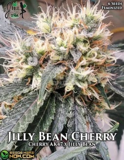 Mz Jill Genetics - Jilly Bean Cherry {FEM} [6pk]Mz Jill Genetics Jilly Bean Cherry Fem