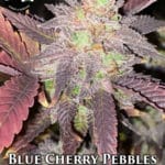 Blue Cherry Pebbles (Regular) - Strait A Genetics