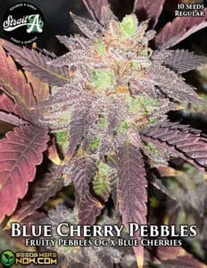 Blue cherry pebbles (regular) - strait a genetics