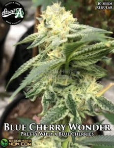 Blue cherry wonder (regular) - strait a genetics