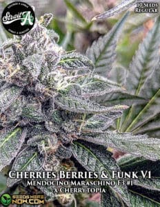 Cherries Berries & Funk V1 (regular) - Strait a Genetics