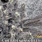 Cherries in a Jiffy (Regular) - Strait A Genetics