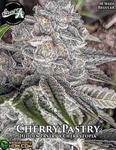 Cherry Pastry (Regular) - Strait A Genetics