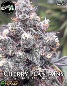 Cherry Plantains (Regular) - Strait A Genetics