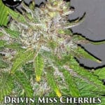 Driving Miss Cherries (Regular) - Strait A Genetics