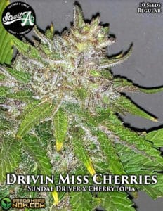 Driving Miss Cherries (Regular) - Strait A Genetics
