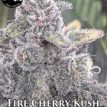 Fire Cherry Kush (Regular) - Strait A Genetics