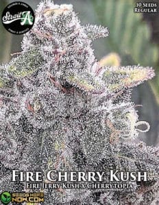 Fire Cherry Kush (Regular) - Strait A Genetics