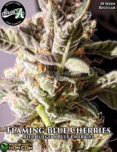 Flaming blue cherries (regular) - strait a genetics