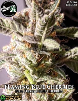 Strait A Genetics - Flaming Blue Cherries {REG} [10pk]strait-a-genetics-garlic-piss-n-cherries