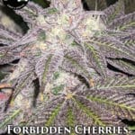 Forbidden Cherries (Regular) - Strait A Genetics