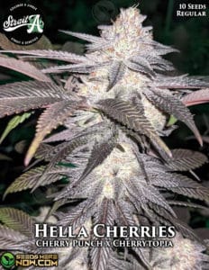Hella Cherries (Regular) - Strait A Genetics