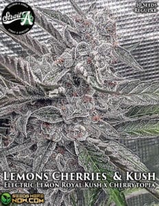 Lemons cherries & kush (regular) - strait a genetics
