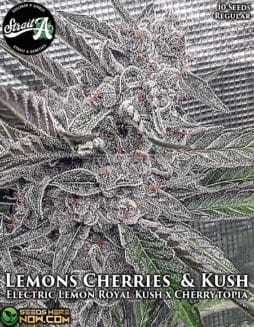 Strait A Genetics - Lemons Cherries & Kush {REG} [10pk]