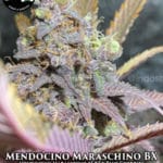 Mendocino Maraschino BX (Regular) - Strait A Genetics