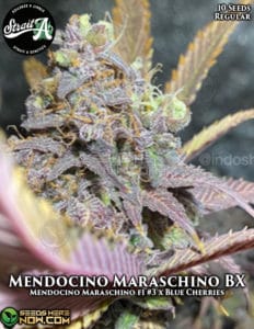 Mendocino maraschino bx (regular) - strait a genetics