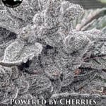 Powered by Cherries (Regular) - Strait A Genetics