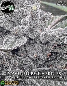 Powered by Cherries (Regular) - Strait A Genetics