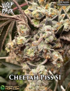 Cheetah Piss S1 (Feminized) - Wolfpack Selections