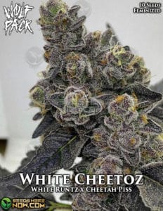 White cheetoz (feminized) - wolfpack selections