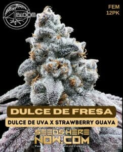 Dulce de fresa (feminized) - bloom seed co.