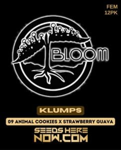 Klumps (feminized) - bloom seed co.