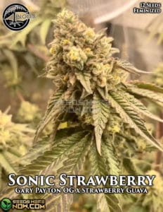 Sonic strawberry (feminized) - bloom seed co.
