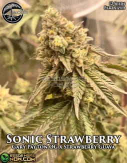 Bloom Seed Co. - Sonic Strawberry {FEM} [12pk]bloom-seeds-sonic-strawberry-fem