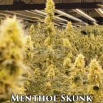 Menthol Skunk (Regular) - Cannabis Research Seed Co