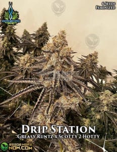 Drip station (feminized) - exotic genetix