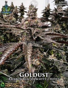 Goldust (feminized) - Exotic Genetix