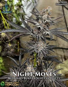 Night Moves (feminized) - Exotic Genetix