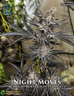 Exotic Genetix - Night Moves {FEM} [6pk]Night Moves