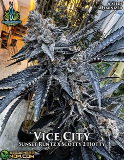 Exotic Genetix - Vice City {FEM} [6pk]Vice City