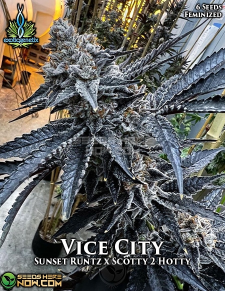 Vice-City-Fem