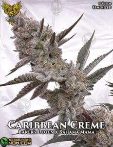 Caribbean Creme  (Feminized) (space) Solfire Gardens
