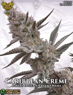 Solfire Gardens - Caribbean Creme RETIRED {FEM} [6pk]caribbean-creme-fem-6