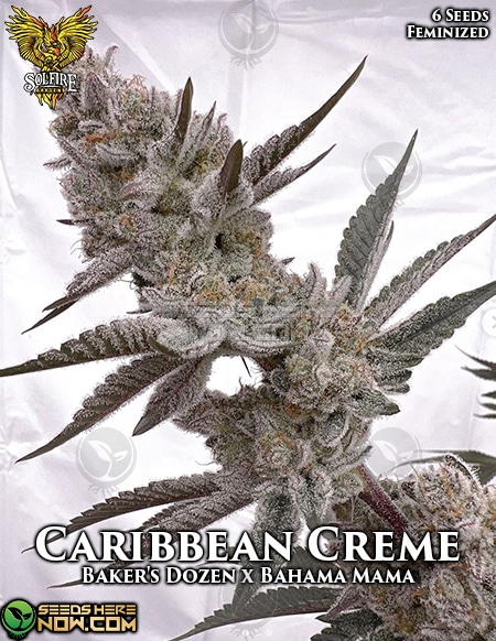 Caribbean-creme-fem-6