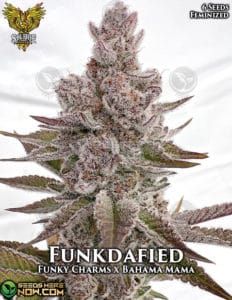 Funkdafied  (feminized) - solfire gardens