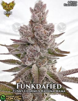 funkdafied-fem-6