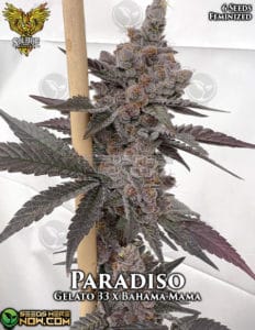Paradiso  (feminized) - Solfire Gardens