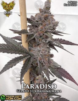 paradiso-fem-6