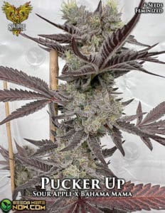 Pucker up  (feminized) - solfire gardens