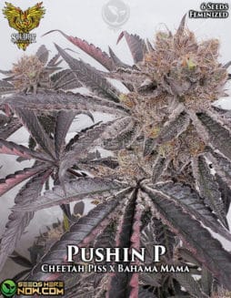 Solfire Gardens - Pushin P RETIRED {FEM} [6pk]pushin-p-fem-6